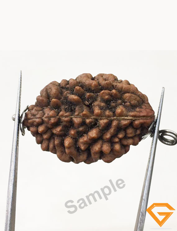 2 Mukhi Rudraksha Silver Pendant